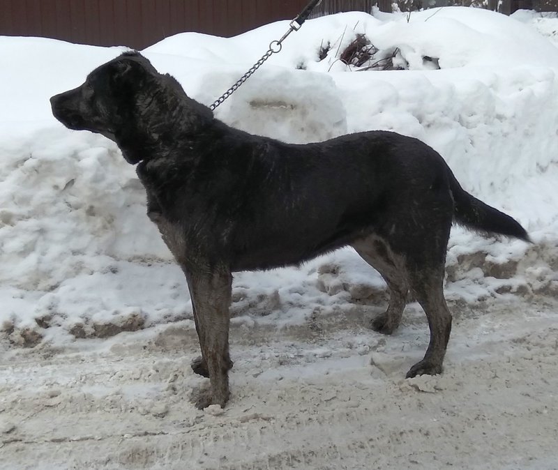 Ирландский волкодав черный. Грейсен черный волкодав. Грейсен черный волкодав. Грейсен черный волкодав. Ирландский волкодав черный окрас.