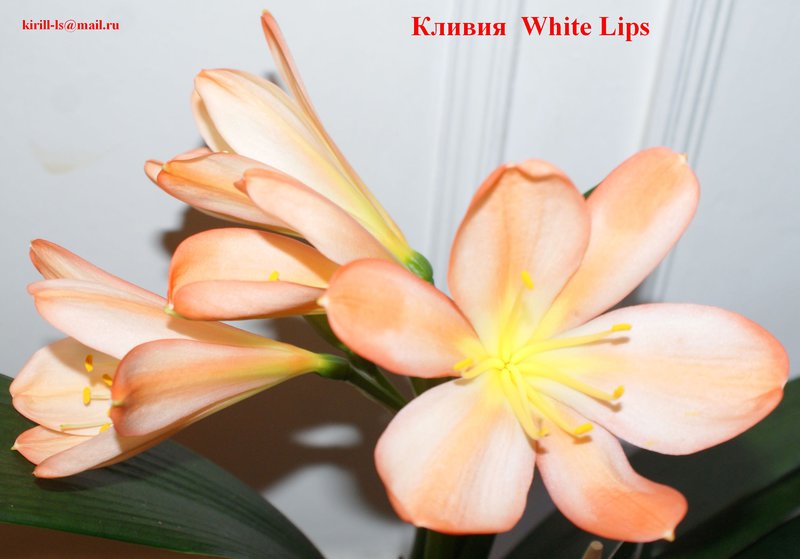 Кливия Цветок Где Купить В Новосибирске