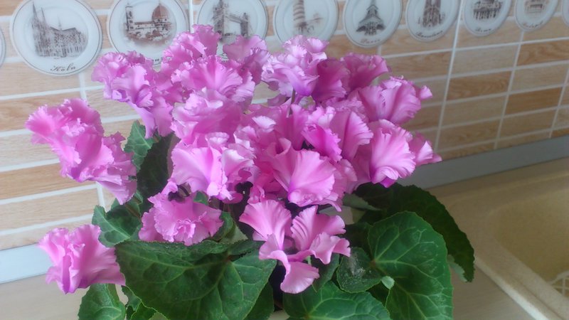 Pinkbell Software