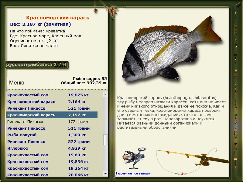 Максимальный вес карася. Russian Fishing 4 таблица рыб. Таблица рыб русская рыбалка 3. Русская рыбалка 3 карась. Русская рыбалка 3 рыбы.