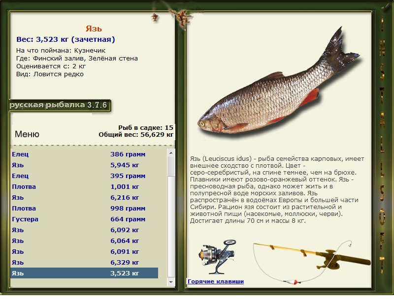 Где ловить рыбу. Язь русская рыбалка 3. Русская рыбалка 3 7 6 язь. Русская рыбалка финский залив. Вес язя в зависимости от длины.