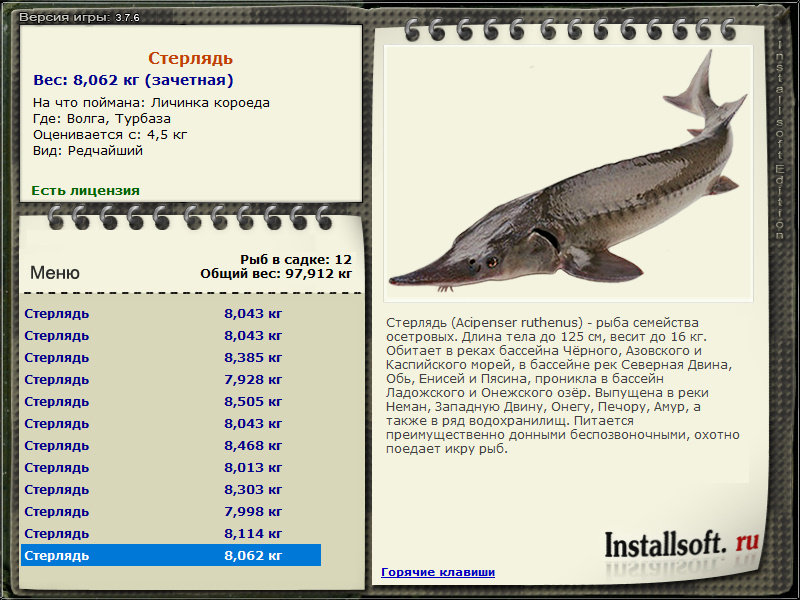 семейство осетровых. рыба семейства осетровых. название осетровых рыб. какой вес осетра. сибирский осетр максимальный вес.