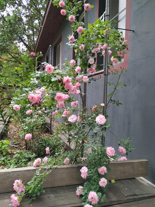 Джон Дэвис Роза Канадская Купить В Иркутске