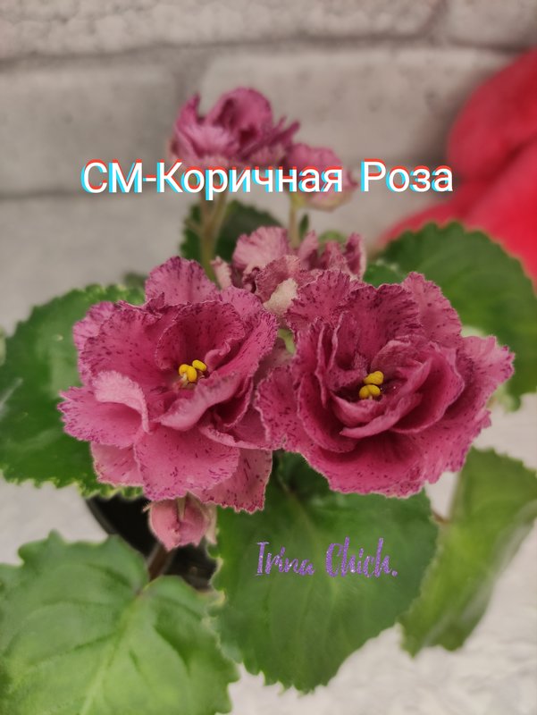 Фиалка коричная роза фото и описание сорта